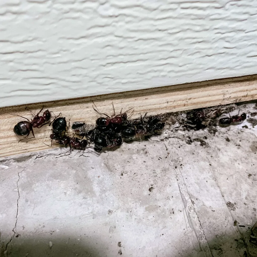 Termites vs Carpenter Ants in Avondale, AZ