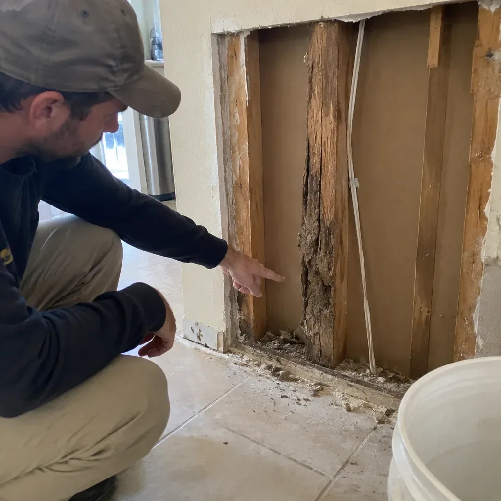 Termite Inspection service in Avondale, AZ