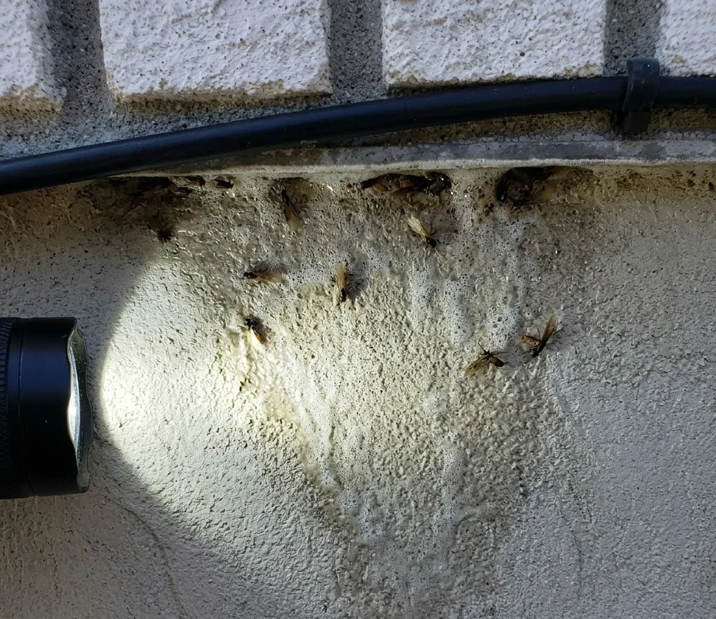 Termite Swarmers Indoors termite inspection in Avondale, AZ